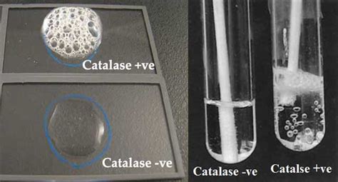 bacillus subtilis catalase test|Biochemical and Molecular Methods for Bacterial Identification.